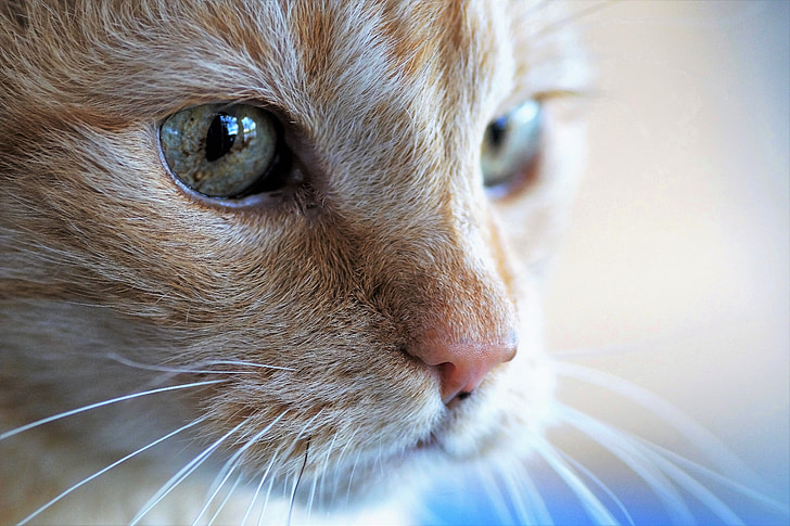 mačka, vedúci, Tomcat, PET, zviera, oči, zelené oči