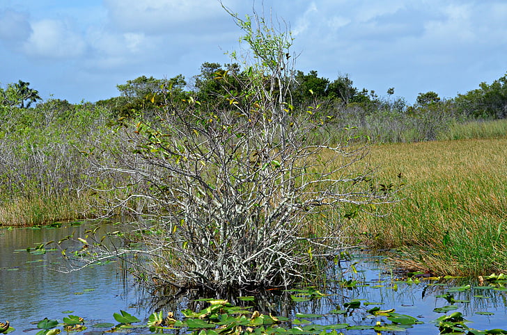 Everglades, Parque Nacional, Florida, key west, Parque, natureza, vida selvagem