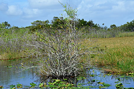 Everglades, Taman Nasional, Florida, Key west, Taman, alam, satwa liar