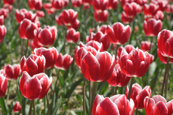 봄 꽃, 봄, 튤립, 붉은 꽃, 핑크 꽃, 꽃, 자연