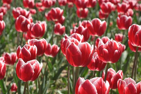 flores de primavera, primavera, Tulip, flores rojas, flor rosa, flores, naturaleza