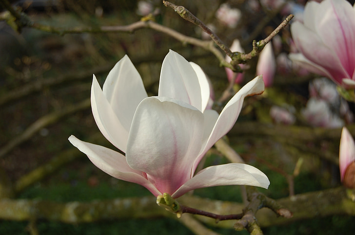 Magnolie, Blüte, Bloom, Baum, Magnolia blossom, Blume, rosa Blume