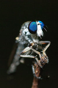 Facette olhos, Bug, inseto, close-up, pernas, olhos grandes, olhos de inseto