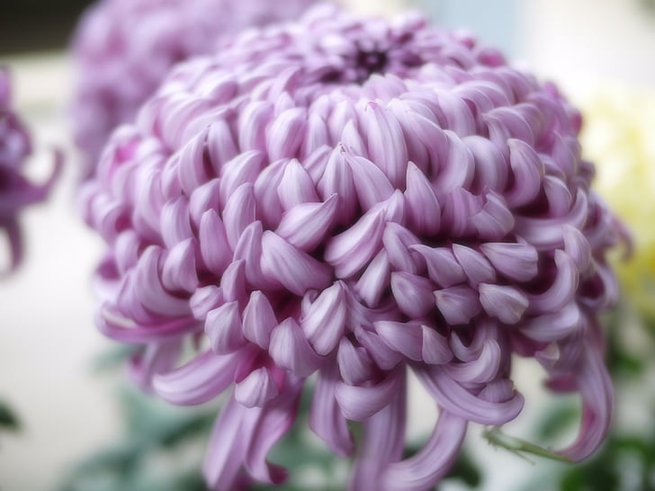 Chrizantema, violetinė, gėlės