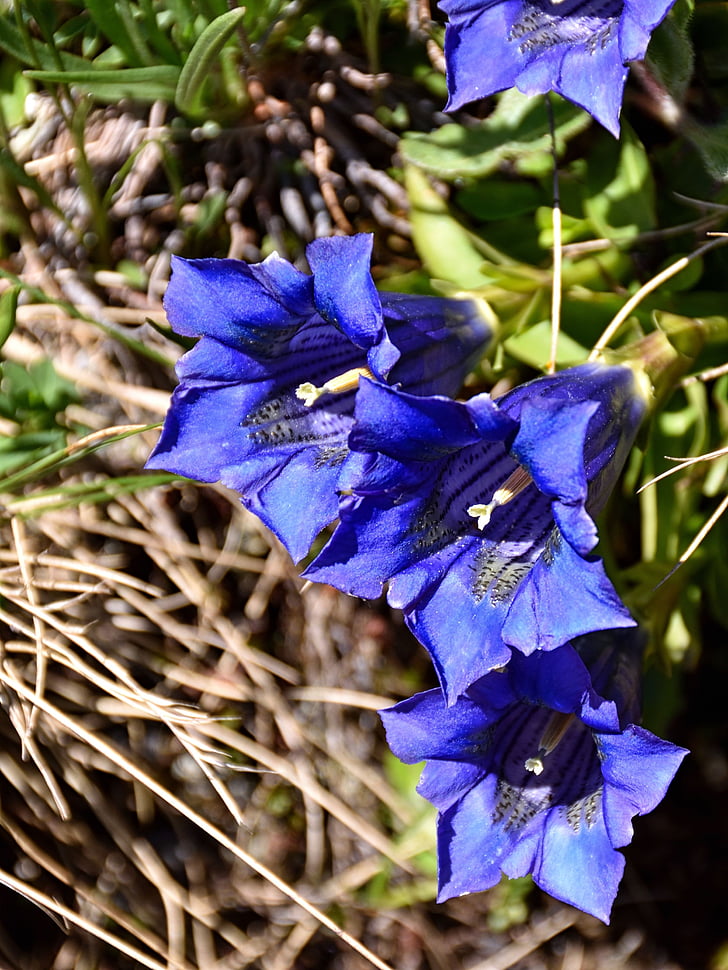 genciana, flor, flor, blau, planta, flor Alpina, natura