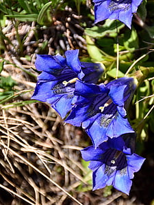 genciana, flor, flor, blau, planta, flor Alpina, natura