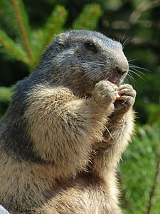 Marmot, animal, vida selvagem