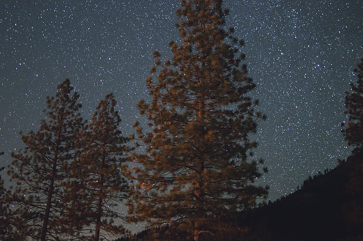 gelap, malam, bintang-bintang, ramalan, astrophotography, pohon, hutan