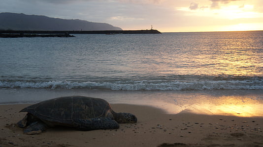 sköldpadda, solnedgång, stranden, naturen, vatten, Ocean, havet