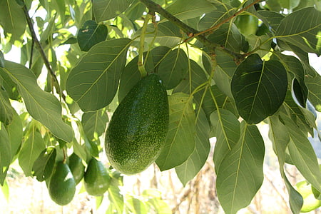 avocado, tree, branch, growing, leaf