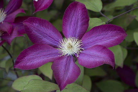 clematis, violet, flowers, plant, petals, climber, blossom