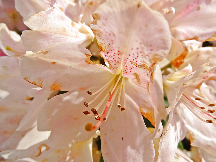 rododendro, Bush, flores, -de-rosa, Branco, inflorescência, fechar