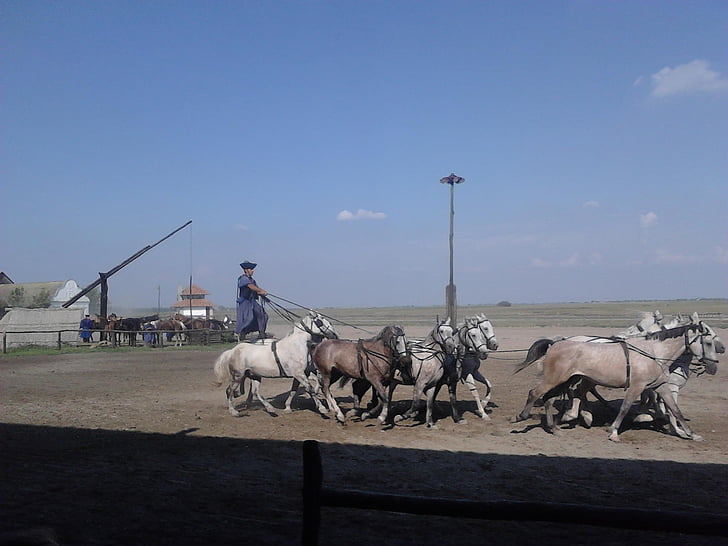 Ungarn, Great plains, Pferde-show