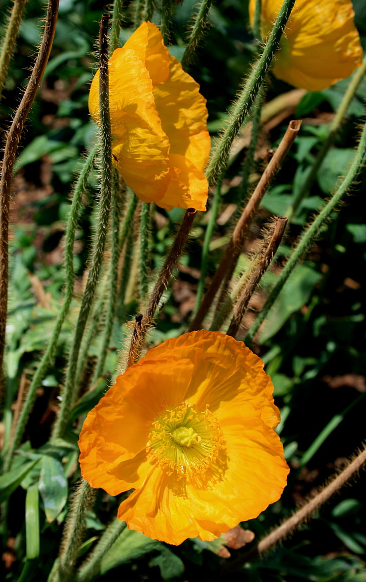 flowers, blooms, poppies, iceland, yellow, bright, stems
