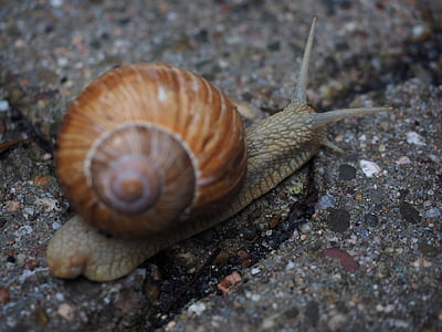 snail, shell, probe, crawl, mollusk, reptile, helix pomatia