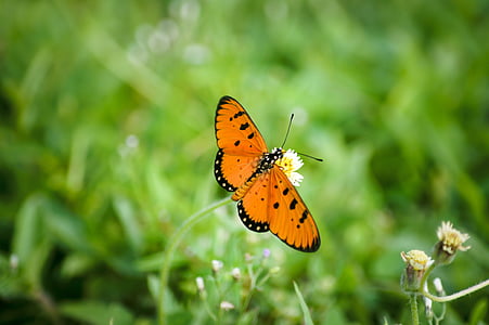 drugelis, oranžinė, Gamta, vabzdžių, natūralus, sparnas, žalia