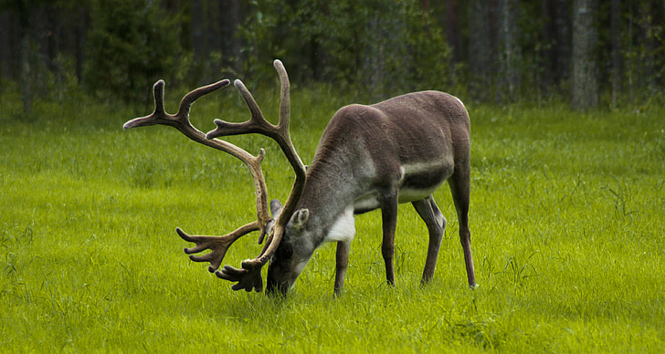 Soome, põhjapõder, Sirvi, Hirv, puit, loodus, Wildlife