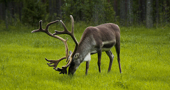 Finlandia, Reno, Ver, ciervo, madera, naturaleza, flora y fauna