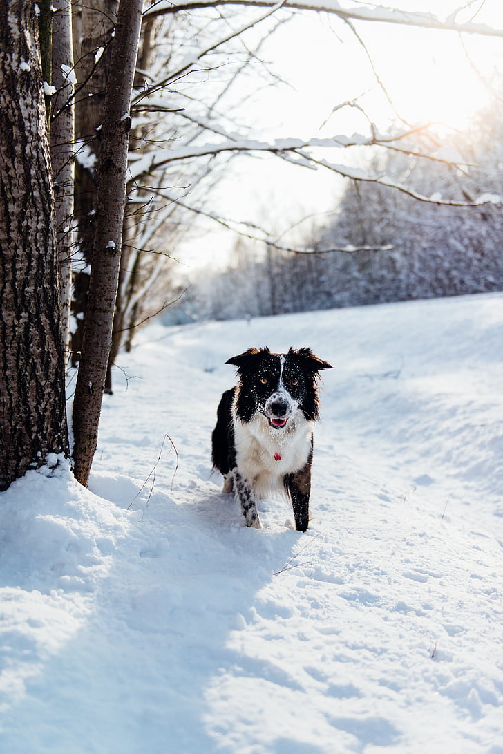 hond, dier, huisdier, puppy, sneeuw, winter, bomen