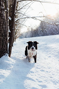 câine, animale, animal de casă, catelus, zăpadă, iarna, copaci
