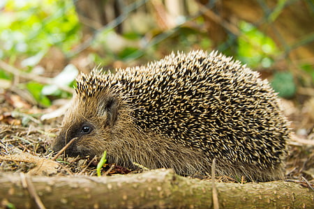 hedgehog, forest, animal, close, cute, small animal, prickly