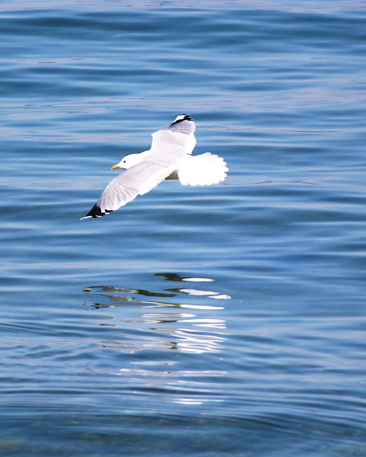 water bird, seagull, flight, glide, spring dress, flight form, lake