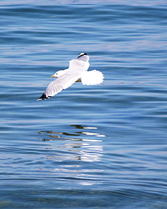 vatten fågel, Seagull, flyg, Glide, fjädra klänningen, flyg form, sjön