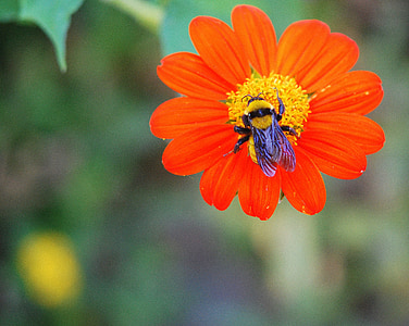 abelha, flor, macro, jardim, natureza, Verão, inseto