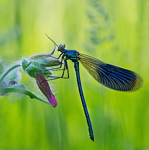 owady, Ważka, Natura, owad, jedno zwierzę, zwierzęce motywy, kolor zielony