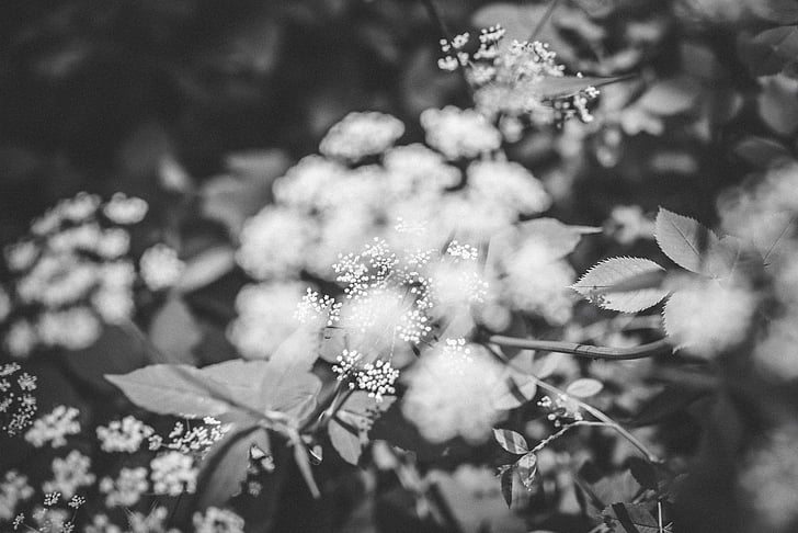 flower, nature, plant, outdoor, garden, blur, black and white