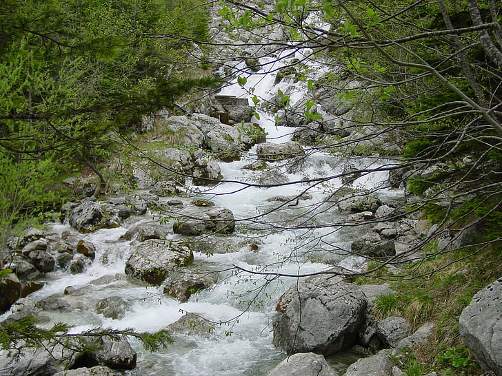 stream, nature, rocks, forest, water, river, mountain stream
