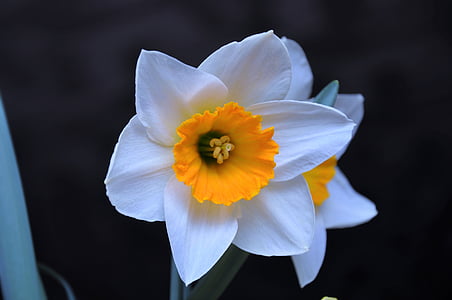 daffodil, color, spring flowers, flower garden