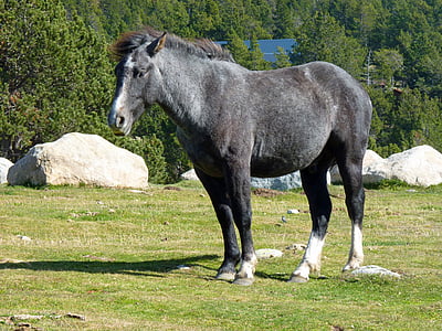Pyrénées, pascoli, cavallo, Prairie, natura, Francia, cavalli