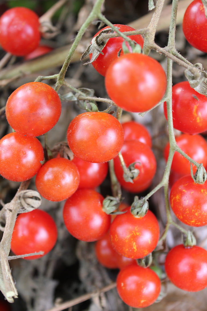 помідори, червоний, продукти харчування, томатний