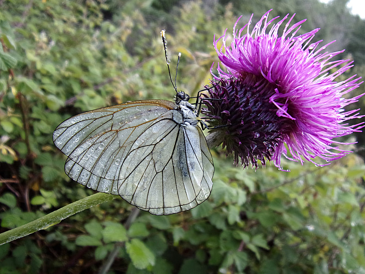 butterfly, gassed, thistle, insect, macro, cévennes