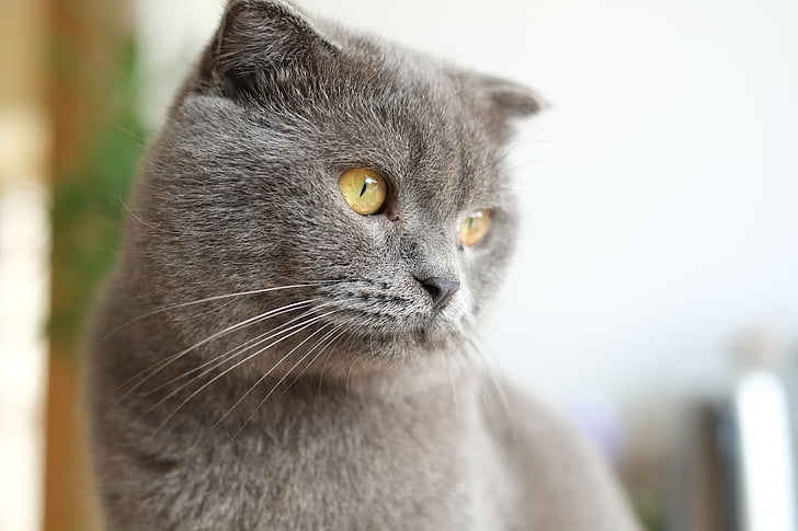kaķis, Britu īstermiņa, Apvienotā Karaliste shorthair, Blue cat, kaķi