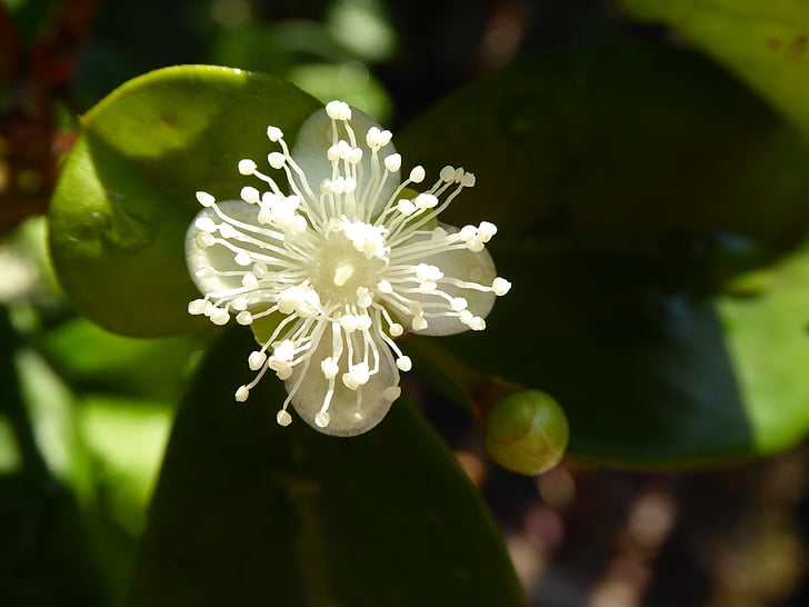 ciliegia, Blossom, fiore, bianco, macro, ciliegia di Cedar bay, petalo