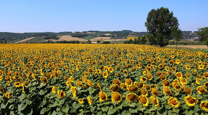 nature, sunflower, field