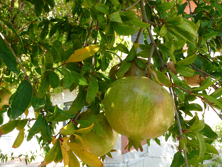 trái cây, Garnet apple, Pháp