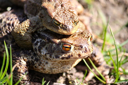žaba, Krastače, pomlad
