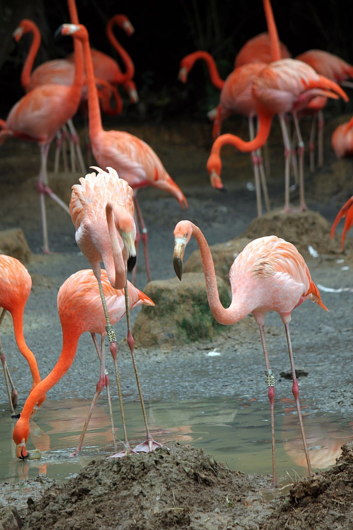 Flamingos, flock, fågel, fluga, vingar, fjäder, vilda djur