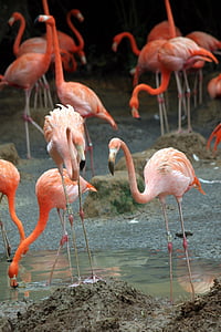 flamingoer, flokk, fuglen, fly, vinger, fjær, dyreliv