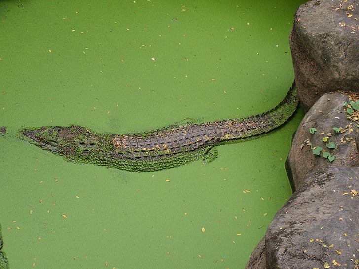 alligator, wildlife, nature, reptile, crocodile, predator, dangerous