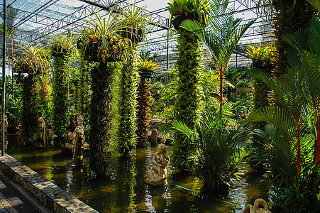 ботаническа градина, растителна, вода