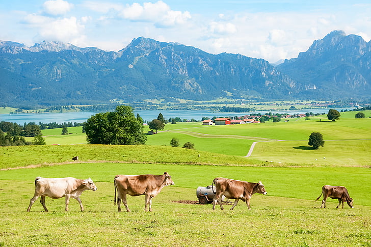 Allgäu, Ostallgäu, Baviera, montanhas, Cordilheira, Tegelberg, säuling
