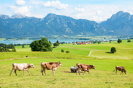 Allgäu, ΟΤΔ Ostallgäu, Βαυαρία, βουνά, οροσειρά, Tegelberg, säuling