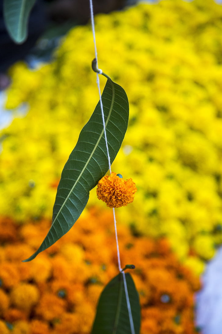 folha, flor, hindu, Pooja, floral, decoração, ornamentado