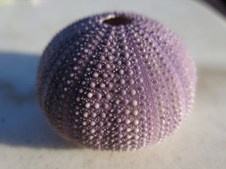 urchin, sea, purple, macro, close-up, echinoderm
