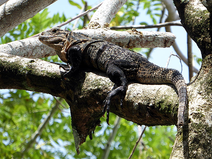 iguana, reptile, yellow, black, costa rica, animal, wildlife