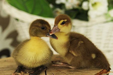 ducklings, duck, chicks, birds, poultry, farm, beak
